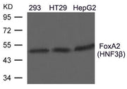 Western blot analysis of extracts from 293, HT29, HepG2 cells using FoxA2(HNF3b) Antibody.