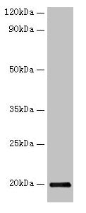 Western blot All lanes: IFNG antibody at 2µg/ml + Recombinant Guinea Pig Interferon gamma protein 10µg Secondary Goat polyclonal to rabbit IgG at 1/10000 dilution Predicted band size: 20 kDa Observed band size: 20 kDa