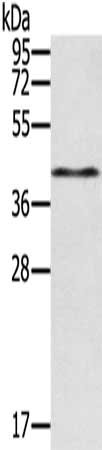 Gel: 8%SDS-PAGE, Lysate: 40 ug, Lane: Hepg2 cells, Primary antibody: CSB-PA147266(RASSF4 Antibody) at dilution 1/200, Secondary antibody: Goat anti rabbit IgG at 1/8000 dilution, Exposure time: 5 minutes
