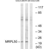 Western blot analysis of extracts from COLO cells and HT-29 cells, using MRPL50 antibody.