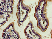 Immunohistochemistry of paraffin-embedded human small intestine tissue using CSB-PA14759A0Rb at dilution of 1:100