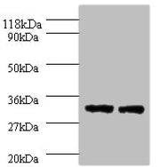 Western blot All lanes: HLA-DPA1 antibody at 2µg/ml Lane 1: 293T whole cell lysate Lane 2: HepG2 whole cell lysate Secondary Goat polyclonal to rabbit IgG at 1/10000 dilution Predicted band size: 30 kDa Observed band size: 30 kDa