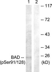 Western blot analysis of extracts from COS7 cells treated with TNF-a using BAD (Phospho-Ser91/128) Antibody.The lane on the right is treated with the antigen-specific peptide.