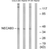 Western blot analysis of extracts from COLO cells, HepG2 cells and HT-29 cells, using NECAB3 antibody.
