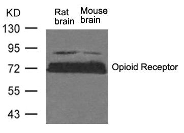Western blot analysis of extracts from Rat brain and Mouse brain tissue using Opioid Receptor(Ab-375) Antibody.