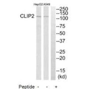 Western blot analysis of extracts from HepG2 cells and A549 cells, using CLIP2 antibody.