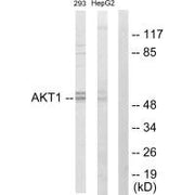 Western blot analysis of extracts from 293 cells and HepG2 cells, using Akt antibody.