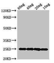 Western Blot Positive WB detected in Recombinant protein All lanes: mpt64 antibody at 1.5ug/ml Secondary Goat polyclonal to rabbit IgG at 1/50000 dilution Predicted band size: 25 kDa Observed band size: 25 kDa