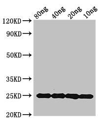 Western Blot Positive WB detected in Recombinant protein All lanes: mpt64 antibody at 1.5ug/ml Secondary Goat polyclonal to rabbit IgG at 1/50000 dilution Predicted band size: 25 kDa Observed band size: 25 kDa