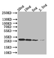 Western Blot Positive WB detected in: recombinant protein All lanes:mpt64 Antibody at 1:1000 Secondary Goat polyclonal to rabbit IgG at 1/50000 dilution Predicted band size: 26 kDa Observed band size: 26 kDa