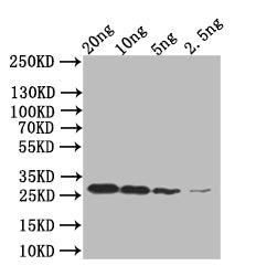 Western Blot Positive WB detected in: recombinant protein All lanes:mpt64 Antibody at 1:1000 Secondary Goat polyclonal to rabbit IgG at 1/50000 dilution Predicted band size: 26 kDa Observed band size: 26 kDa