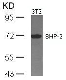 Western blot analysis of extracts from 3T3 cells using SHP-2(Ab-542) Antibody.