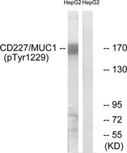 Western blot analysis of extracts from HepG2 cells treated with PMA using CD227/MUC1 (Phospho-Tyr1229) Antibody.The lane on the right is treated with the antigen-specific peptide.