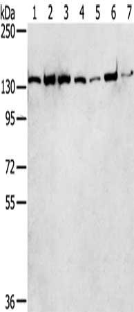 Gel: 6%SDS-PAGE, Lysate: 40 ug, Lane 1-7: Hepg2 cells, MCF7 cells, Jurkat cells, hela cells, A431 cells, K562 cells, lncap cells, Primary antibody: CSB-PA150330(SMARCA5 Antibody) at dilution 1/250, Secondary antibody: Goat anti rabbit IgG at 1/800...