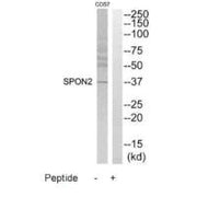Western blot analysis of extracts from COS7 cells, using SPON2 antibody.