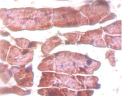 Immunohistochemistry of paraffin-embedded mouse heart tissue using CSB-PA15079A0Rb at dilution of 1:50