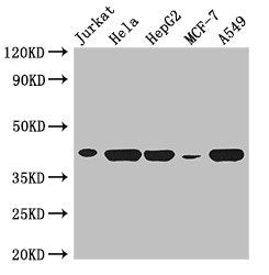 Western Blot Positive WB detected in: Jurkat whole cell lysate, Hela whole cell lysate, HepG2 whole cell lysate, MCF-7 whole cell lysate, A549 whole cell lysate All lanes: HLA-B antibody at 3µg/ml Secondary Goat polyclonal to rabbit IgG at 1/50000...