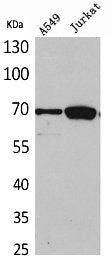 Western Blot analysis of A549 Jurkat cells using Ku-70 Polyclonal Antibody