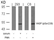 Western blot analysis of extracts from serum-treated 293 and PMA-treated C6 cells using VASP(Phospho-Ser239) Antibody.