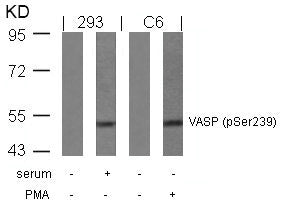 Western blot analysis of extracts from serum-treated 293 and PMA-treated C6 cells using VASP(Phospho-Ser239) Antibody.