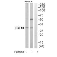 Western blot analysis of extracts from Jurkat cells and HepG2 cells, using FGF13 antibody.