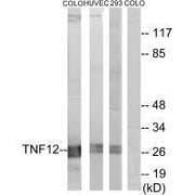 Western blot analysis of extracts from COLO cells, HUVEC cells and 293 cells, using TNF12 antibody.