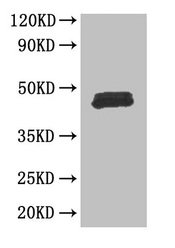 Western Blot Positive WB detected in: Mouse thymus tissue All lanes: FOXP3 antibody at 3µg/ml Secondary Goat polyclonal to rabbit IgG at 1/50000 dilution Predicted band size: 48, 44, 50, 45 kDa Observed band size: 48 kDa