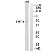 Western blot analysis of extracts from A549 cells, using 5-HT-6 antibody.