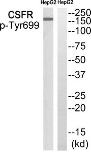 Western blot analysis of extracts from HepG2 cells, using CSFR (Phospho-Tyr699) antibody. The lane on the right is treated with the synthesized peptide.