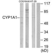 Western blot analysis of extracts from COS-7 cells, RAW264.7 cells and HT-29 cells, using Cytochrome P450 1A1/2 antibody.