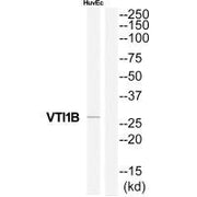 Western blot analysis of extracts from HuvEc cells, using VTI1B antibody.
