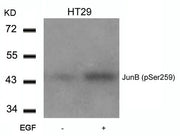 Western blot analysis of extracts from HT29 cells untreated or treated with EGF using JunB(Phospho-Ser259) Antibody.