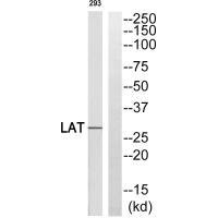 Western blot analysis of extracts from 293 cells, using LAT (Ab-255) antibody.