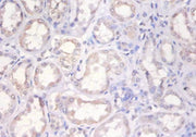 Immunohistochemistry of paraffin-embedded human kidney tissue using CSB-PA15429A0Rb at dilution of 1:100