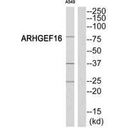Western blot analysis of extracts from A549 cells, using ARHGEF16 antibody.