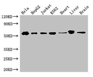Western Blot Positive WB detected in: Hela whole cell lysate, HepG2 whole cell lysate, Jurkat whole cell lysate, K562 whole cell lysate, Mouse heart tissue, Mouse liver tissue, Mouse brain tissue All lanes: SMAD2 antibody at 3ug/ml Secondary Goat...