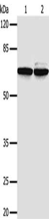 Gel: 8%SDS-PAGE, Lysate: 40 ug, Lane 1-2: 293T cells, Hela cells, Primary antibody: CSB-PA155597(PIF1 Antibody) at dilution 1/500, Secondary antibody: Goat anti rabbit IgG at 1/8000 dilution, Exposure time: 1 minute