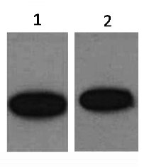 Western blot analysis of GFP Recombinant protein using diluted at 1) 1:5000 2) 1:10000.