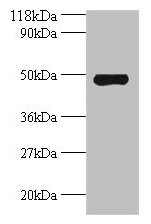 Western blot All lanes: Avpr1a antibody at 2µg/ml + Mouse spleen tissue Secondary Goat polyclonal to rabbit IgG at 1/10000 dilution Predicted band size: 48 kDa Observed band size: 48 kDa