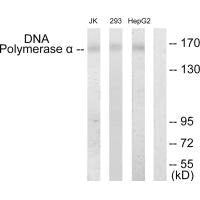 Western blot analysis of extracts from Jurkat cells, 293 cells and HepG2 cells, using DNA Polymerase α antibody.