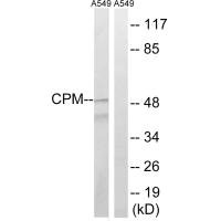 Western blot analysis of extracts from A549 cells, using CPM antibody.