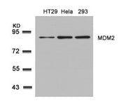 Western blot analysis of extracts from HT29, Hela and 293 cells using MDM2(Ab-166) Antibody.