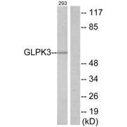 Western blot analysis of extracts from 293 cells, using GLPK3 antibody.