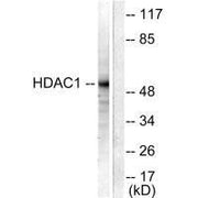 Western blot analysis of extracts from NIH/3T3 cells, using HDAC1 antibody.