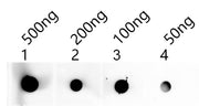 Dot blot analysis of peptides corresponding to the immunogen was probed with SHOC1 antibody at a dilution of 1:1000. Blocking/Dilution buffer: 4% nonfat dry milk(NFDM)/PBS. Secondary antibody：Goat polyclonal to rabbit IgG at 1/40000 dilution Expos...