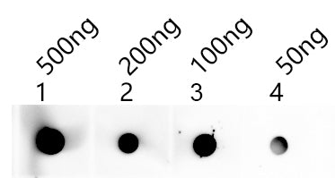 Dot blot analysis of peptides corresponding to the immunogen was probed with SHOC1 antibody at a dilution of 1:1000. Blocking/Dilution buffer: 4% nonfat dry milk(NFDM)/PBS. Secondary antibody：Goat polyclonal to rabbit IgG at 1/40000 dilution Expos...