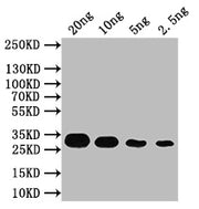 Western Blot Positive WB detected in: recombinant protein All lanes: CCD7 Antibody at 1:1000 Secondary Goat polyclonal to rabbit IgG at 1/50000 dilution Predicted band size: 31 kDa Observed band size: 31 kDa