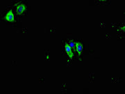 Immunofluorescent analysis of Hela cells using CSB-PA15869A0Rb at dilution of 1:100 and Alexa Fluor 488-congugated AffiniPure Goat Anti-Rabbit IgG(H+L)