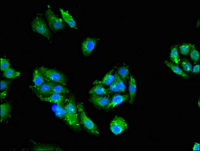 Immunofluorescent analysis of HepG2 cells using CSB-PA15889A0Rb at dilution of 1:100 and Alexa Fluor 488-congugated AffiniPure Goat Anti-Rabbit IgG(H+L)