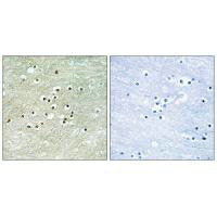 Immunohistochemistry analysis of paraffin-embedded human brain tissue using NPAS4 antibody.